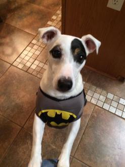 batman-riley