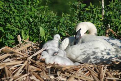 Swans and cygnets