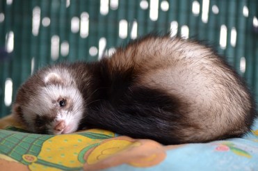 Scout the ferret